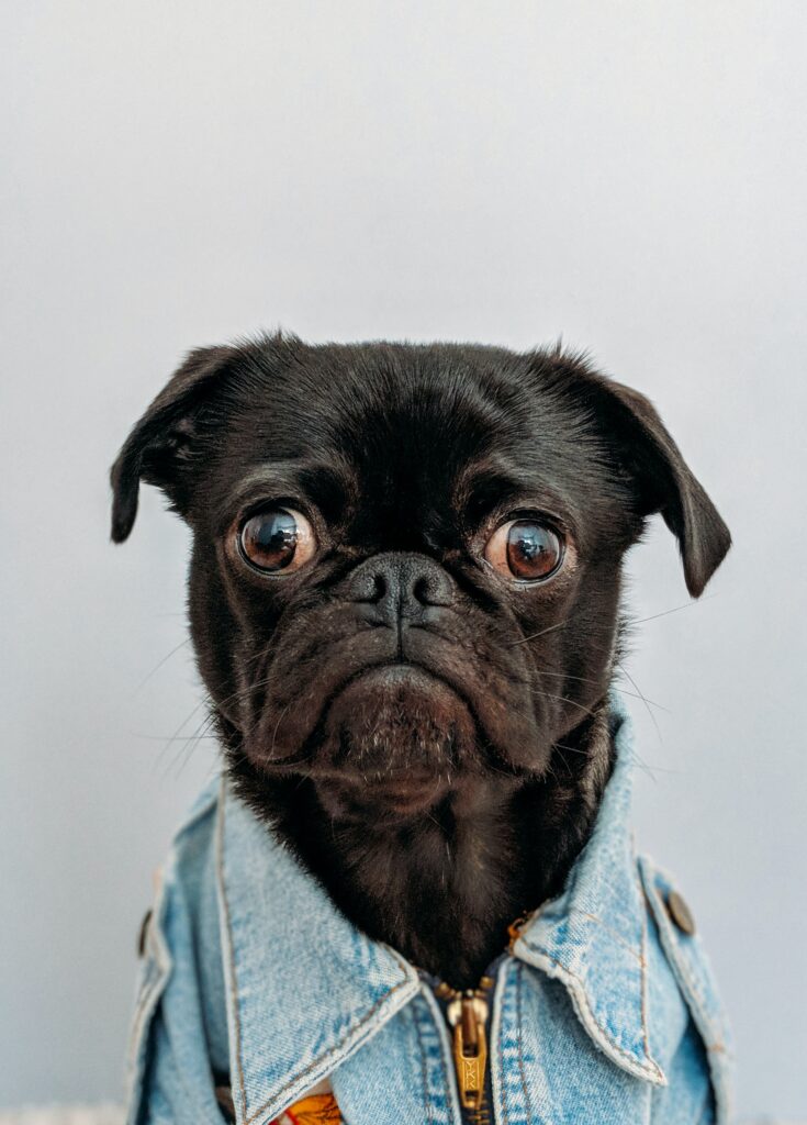 awkward dog looking at the camera looking sad
